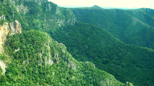 This photo shows the dense forests on the eastern side of the Boma Plateau where coffee originated and is still growing.: The Kachipo people who inhabit the dense forests not only gather the wild coffee for their own use and trade, but they also plant seedlings in and around their village for increased productivity and efficiency in harvesting. The Borlaug Institute and the Global Coffee Quality Research Initiative would like to thank the Wildlife Conservation Society for providing intelligence and vehicles for this mission.  Photograph courtesy of the Borlaug Institute